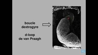 3  Embryologie de lappareil cardio vasculaire partie 3 [upl. by Trubow]