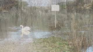 Hochwasser und Nebel am Rhein Dezember 2023 [upl. by Niahs46]