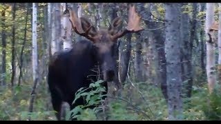 chasse a lorignal acadienne [upl. by Nickolas]