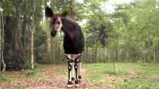 Okapi Okapi Wildlife Reserve Congo [upl. by Erasmo]