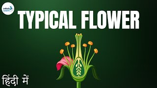 Introduction to a typical Flower  in Hindi हिंदी में [upl. by Sosna741]