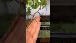 the Peruvian locust a rare stick insect Pseudoproscopia latirostris cricket insect terrarium [upl. by Christmann]