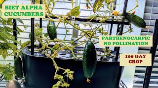 Grow Cucumbers in Aerogarden Bounty Basic Hydroponics BEIT ALPHA Parthenocarpic No pollination [upl. by Naujed]