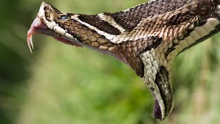 ¿Conocías a la Yarará Grande  Víbora de la Cruz Bothrops alternatus 🐍Serpientes de Argentina [upl. by Hyland]