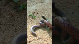 🐍 The Ceylonese Cylinder Snake Coiling Knotting and Unfolding  ශ්‍රී ලංකා දෙපත් නයා  shorts [upl. by Annovoj]