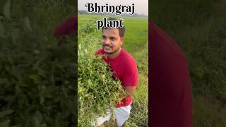 bhringrajbhringraj Oilmyfirsttimeinmylifevlog food vlog vlog teluguvlogs [upl. by Thorlie]