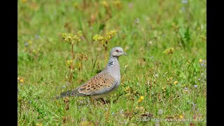 Chant de la tourterelle des bois  Song of the Turtle Dove [upl. by Acenahs226]