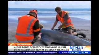 Mueren 36 ballenas varadas y 22 son salvadas en Nueva Zelanda [upl. by Haile686]