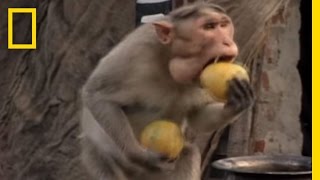 Monkey Thieves Raid Peoples Homes  National Geographic [upl. by Bithia]