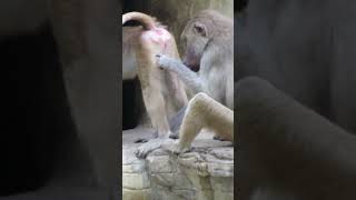 Monkeys Interacting [upl. by Calypso]