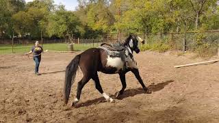 Beginner Lunging Lesson  Changing gaits directions and adding poles [upl. by Nivalc592]