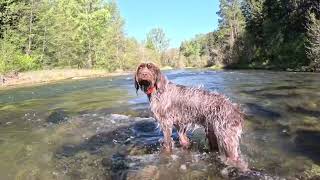 Euro Nymphing the Yakima River [upl. by Anahsat663]