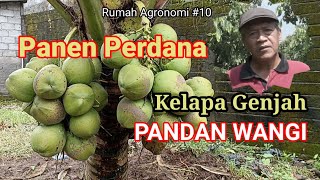 Panen Perdana Kelapa Genjah Pandan Wangi [upl. by Wailoo]