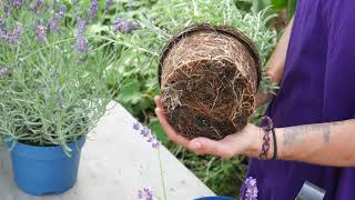 How to Plant Lavender Top Tips  Lavender World [upl. by Ligriv]