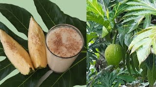 BREADFRUIT PUNCH RECIPE  HARVESTING Jamaican Breadfruits  Breadfruit FACTS [upl. by Cheri]