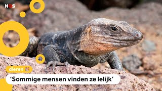 Dierenbeschermers Nietschattige dieren krijgen te weinig aandacht [upl. by Charity]