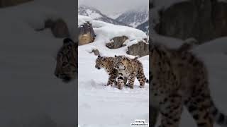 Adorable Snow Leopard Cubs Take Their First Steps in the Snow  Rare Wildlife Footage [upl. by Ailiec68]