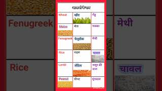 आनाजों के नाम हिंदी अंग्रेजी में।English Hindi word meaning। Hindi vocabulary word with meaning । [upl. by Ibrahim917]