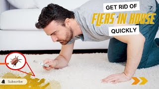 Signs Of Fleas In Your House How to Get Rid of Fleas Quickly [upl. by Emalia]