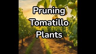 Pruning Tomatillo Plants For Optimal Growth and Yield [upl. by Dib573]