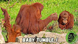 Baby Orangutan Stick Tumble As Baby Brother Pampers Big Sister family [upl. by Nywra960]