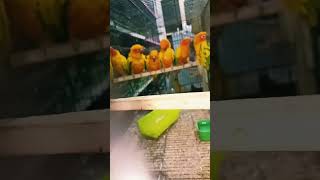 The Best Parrots for Beginners Sun Conure Overview [upl. by Vanna403]