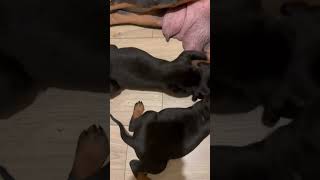 Mafya Doberman yavruları 😂 dog köpek doberman dobermanlove [upl. by Robbins]