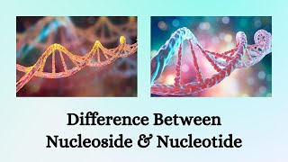 Difference Between Nucleoside and Nucleotide  Nucleoside vs Nucleotide The Difference Unpacked [upl. by Nnyleitak]