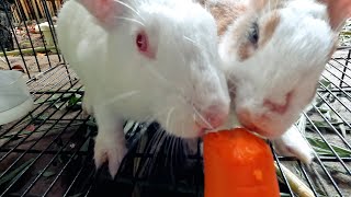 Cat Hamster and Rabbit  Reviews Food [upl. by Laamak]