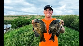 Catching MONSTER Bluegill in the Summer BIG PANFISH [upl. by Palma]