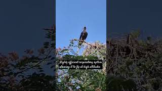 Red headed Ibis wildlife photography nature birds [upl. by Esej]