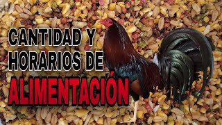 La CANTIDAD ADECUADA de ALIMENTO para un GALLO  GALLOS FINOS 🐓 [upl. by Elleimac]