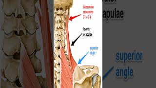 Anatomy Levator Scapula Shorts [upl. by Nawk966]