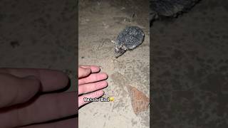 Hedgehog Pet🦔  cute animal  youtubeshorts villagelife hunting shortvideo [upl. by Undry948]