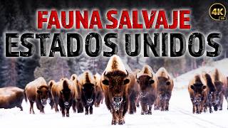 La Naturaleza Salvaje de los Estados Unidos Una Lucha por la Supervivencia  Documentales Completos [upl. by Acirederf607]