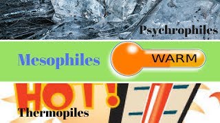 Thermophiles Mesophiles Psychrophiles  How to Study Microbiology [upl. by Annekahs]