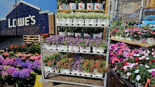 Lowes New inventory for March 2024  Spring annuals are here [upl. by Nepsa]