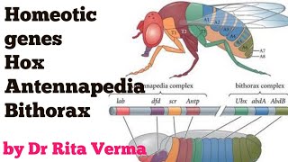 Homeotic genes Hox gene anterior posterior axis Development Drosophila as a model for explanation [upl. by Jobina297]