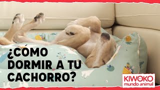 Como dormir a un cachorro toda la noche🐶💤 [upl. by Eniamaj811]