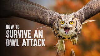 How to Survive an Owl Attack [upl. by Oly303]