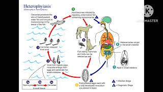 Parasitology  Heterophyes heterophyes [upl. by Ynaoj]