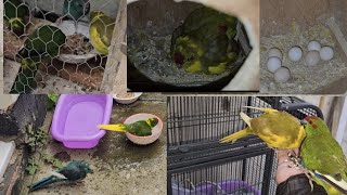 kakariki parrot as a pet tragedy with my parrots sad story of my kakariki parrot [upl. by Neffets]