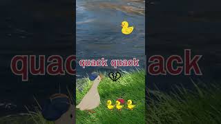 Five Little Ducks by Fun Learning Songs fivelittleducks [upl. by Marlyn98]