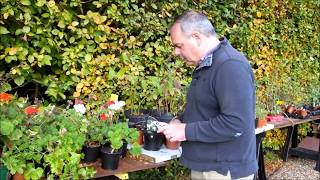 Saving and storing tender geraniums Pelargoniums over winter [upl. by Atteynek]