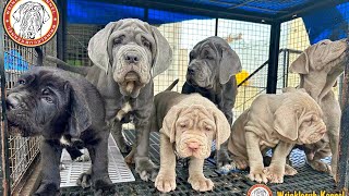 Wrinklecub top high quality Neapolitan mastiff puppies are ready best quality neo puppies in India [upl. by Weldon59]