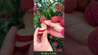 How to Grow Seedless Litchi Trees Tips and Tricks [upl. by Hauck698]