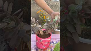 Kalanchoe laxiflora Baker ☘️ youtubeshorts shorts garden kalanchoe plants [upl. by Anica370]