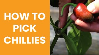 How to pick Chillies  Chilli Harvesting [upl. by Esila]