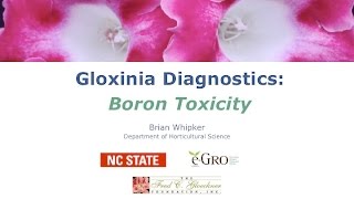 Gloxinia Boron Toxicity [upl. by Miharbi]