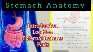 Stomach Anatomy 12 Anatomy bdc easy explanation with handwritten notes [upl. by Rheingold691]